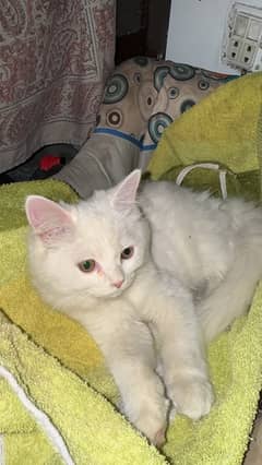 Persian kitten female