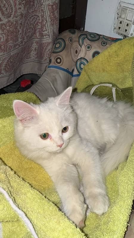 Persian kitten female 0