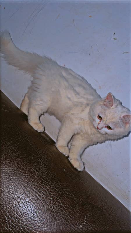 Persian kitten female 1