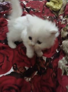 triple cot log hair persian cats