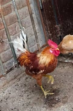 Eggs laing hens available