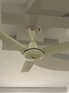 36 inch Royal fan