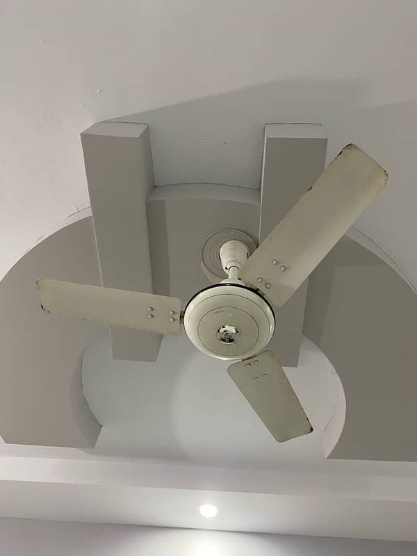 36 inch Royal fan 1