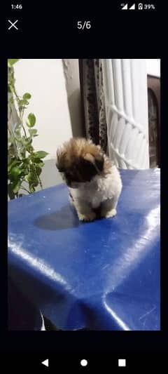 SHIHTZU