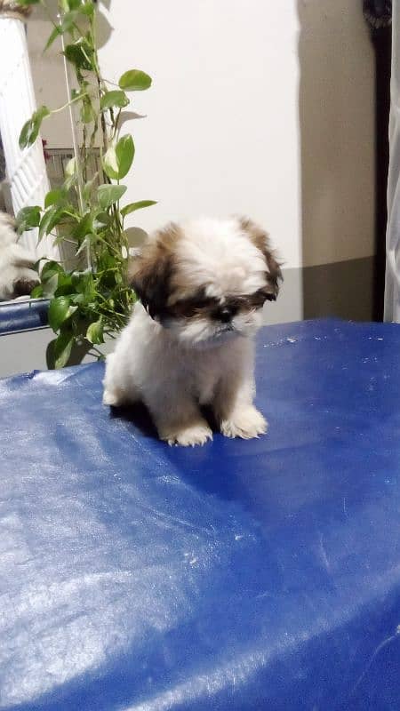 SHIHTZU shitzu puppies for sale 1