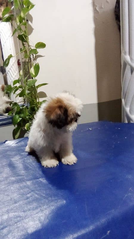 SHIHTZU shitzu puppies for sale 2