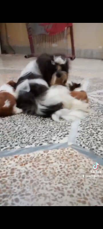 SHIHTZU shitzu puppies for sale 4