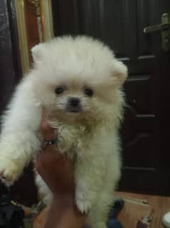 Pomerania puppy's available 03213155559