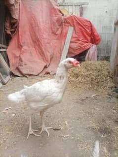 high quality aseel female for sale