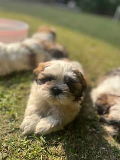 Shih tzu pups