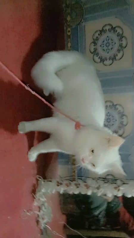 Persian  Male Big Cat And Female Double Coated Kittens Available 0