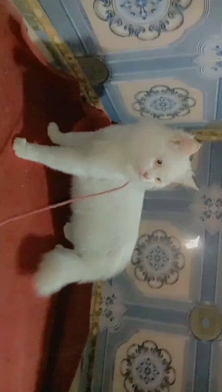 Persian  Male Big Cat And Female Double Coated Kittens Available 5