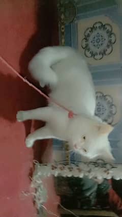 Persian Male Double Coated Cat Sale In Okara City