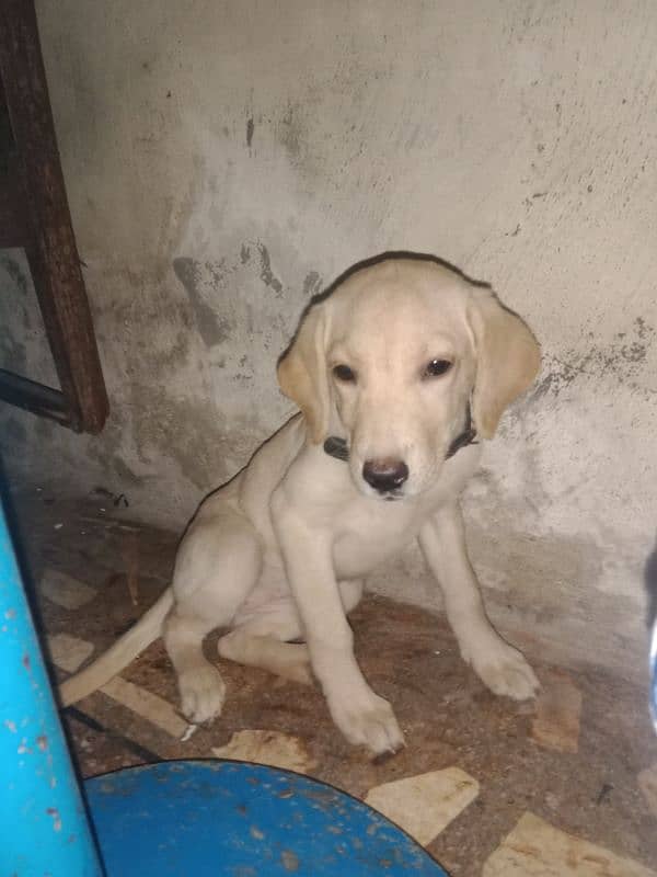 cute labra puppy for sale 2