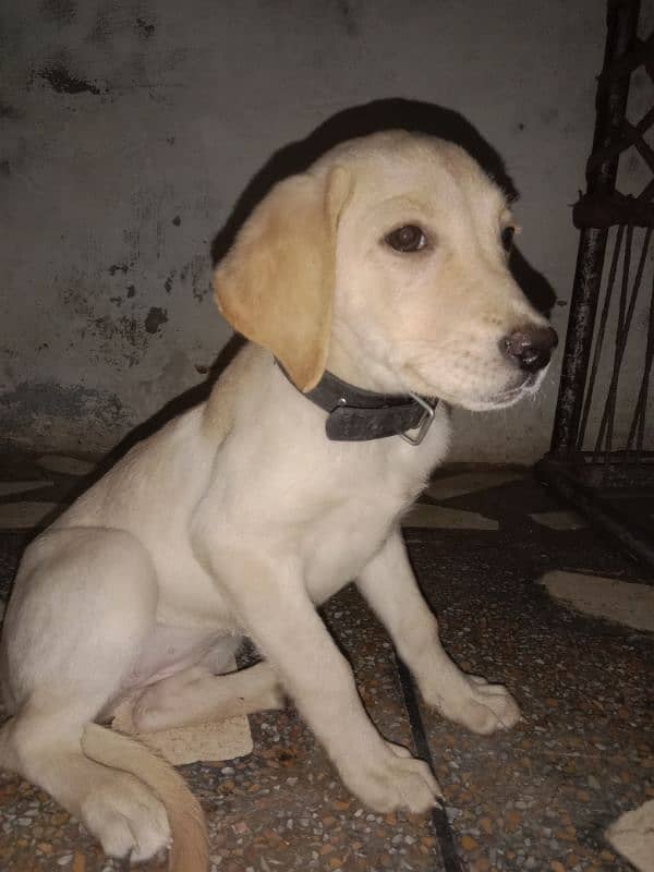 cute labra puppy for sale 3