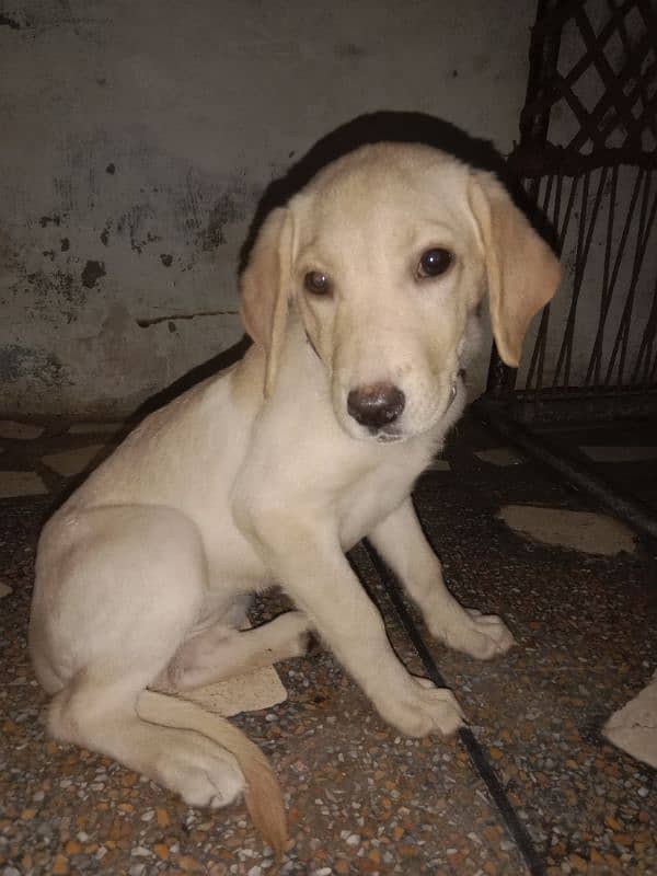 cute labra puppy for sale 4