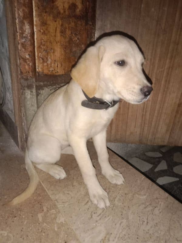 cute labra puppy for sale 5