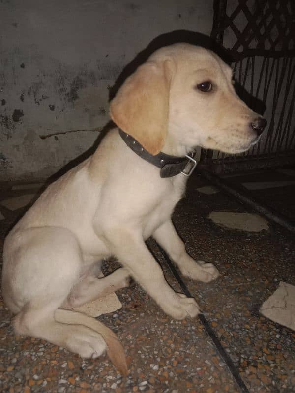 cute labra puppy for sale 6