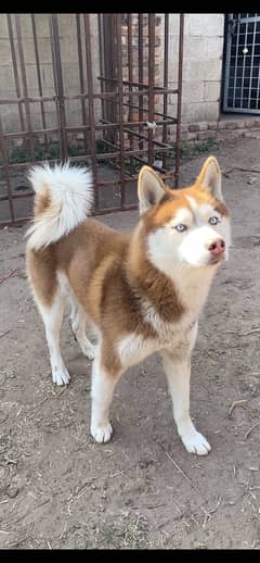 Husky Male