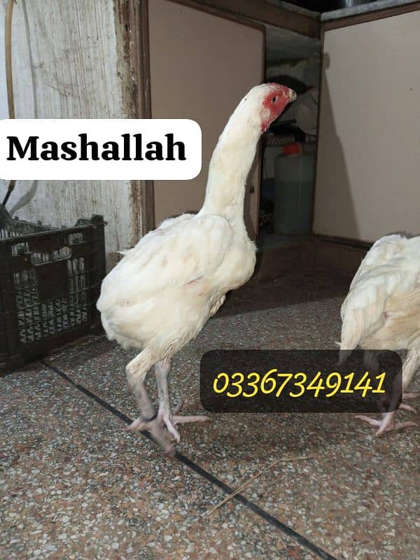 Heera +Miawali Aseel ka Fresh & Fertile eggs and Chiks available 1