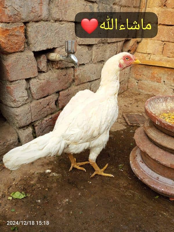 Heera +Miawali Aseel ka Fresh & Fertile eggs and Chiks available 3