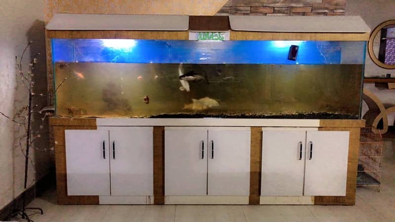 The fish aquarium 0