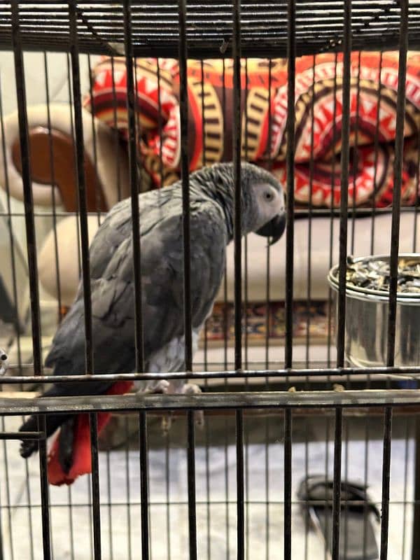 grey parrot  fully tame age 2 years videos in demand 0