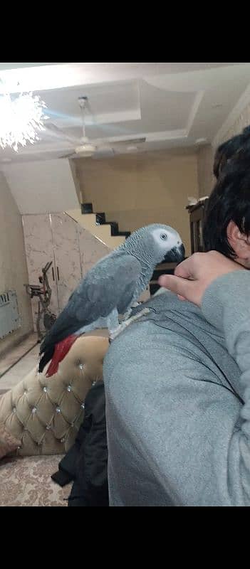 grey parrot  fully tame age 2 years videos in demand 2