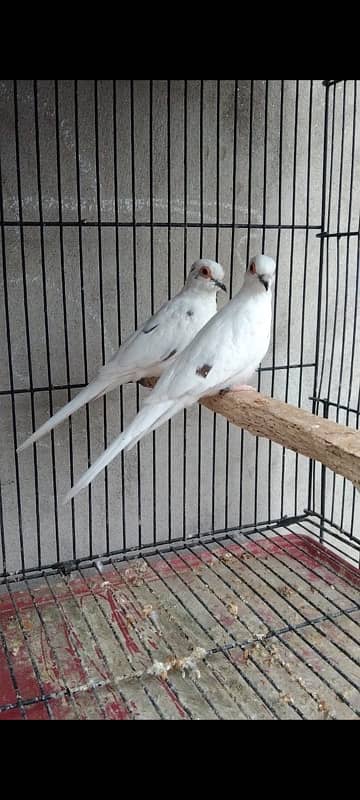 All kind doves available 0