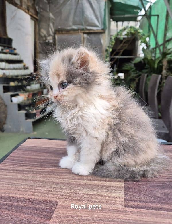 Calico Queen Pure Persian Triple Kitten 0