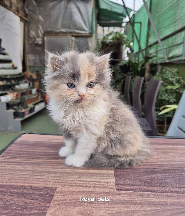 Calico Queen Pure Persian Triple Kitten 1