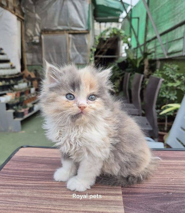 Calico Queen Pure Persian Triple Kitten 2