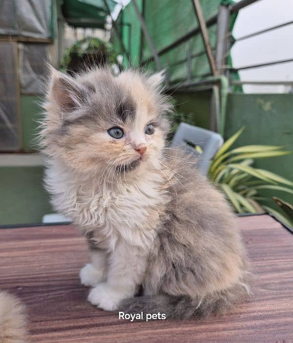 Calico Queen Pure Persian Triple Kitten 3