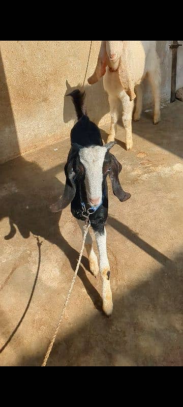 Black Chamba Bakra 4