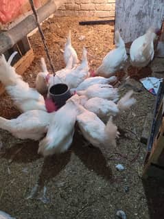 FULL ACTIVE HENS