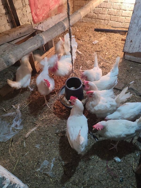 FULL ACTIVE HENS 1