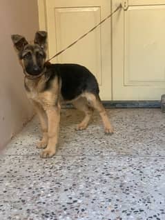 german shephered stock hair female 3.5 month