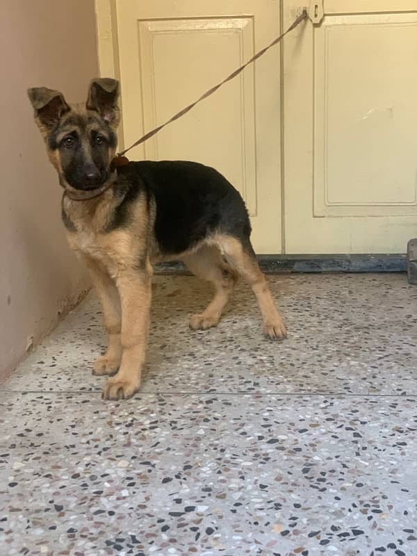 german shephered stock hair female 3.5 month 0