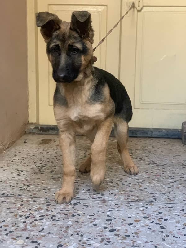 german shephered stock hair female 3.5 month 2