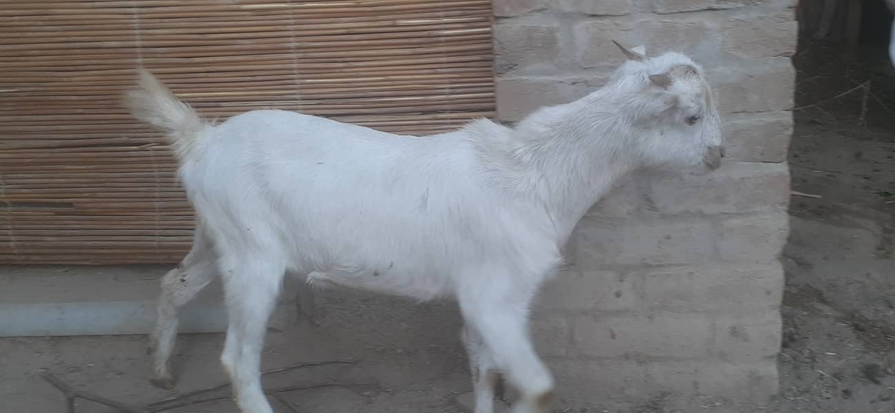 Teddi taidi goat bakri for sale talagang chakwal 0