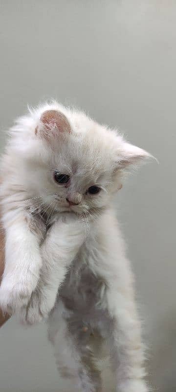 Punch Face kittens Peki kitten available (Please ad read karyn) 2