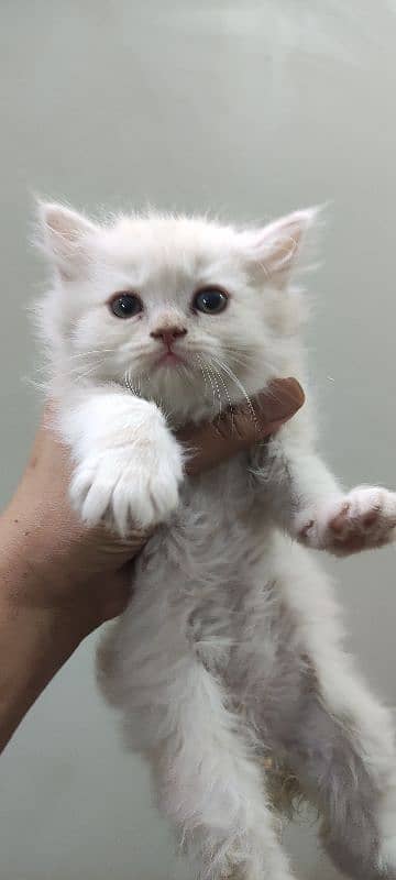 Punch Face kittens Peki kitten available (Please ad read karyn) 5