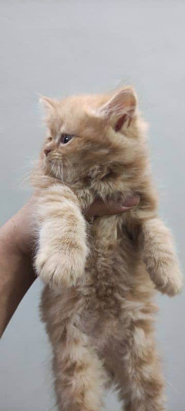 Punch Face kittens Peki kitten available (Please ad read karyn) 6