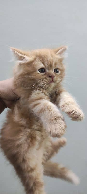 Punch Face kittens Peki kitten available (Please ad read karyn) 4