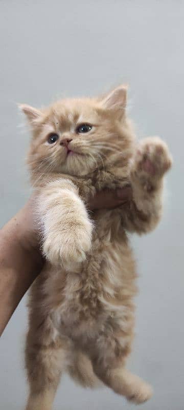 Punch Face kittens Peki kitten available (Please ad read karyn) 8