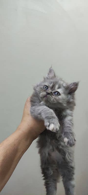 Punch Face kittens Peki kitten available (Please ad read karyn) 7