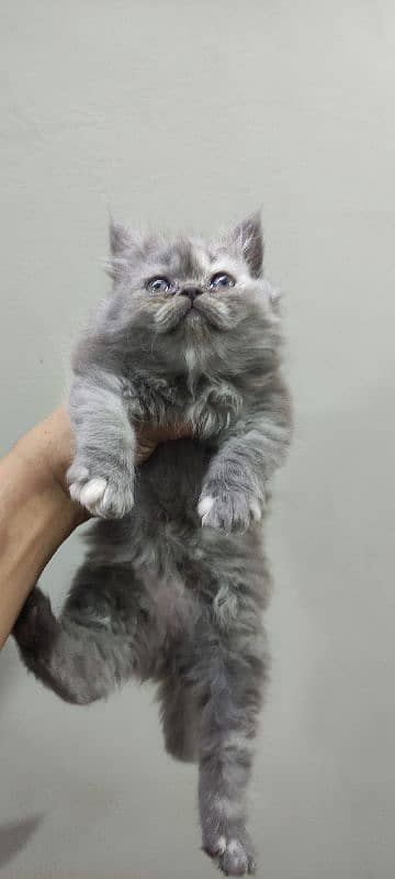 Punch Face kittens Peki kitten available (Please ad read karyn) 0