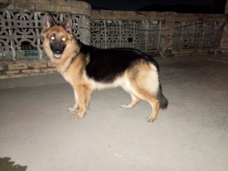 german shepherd female 0