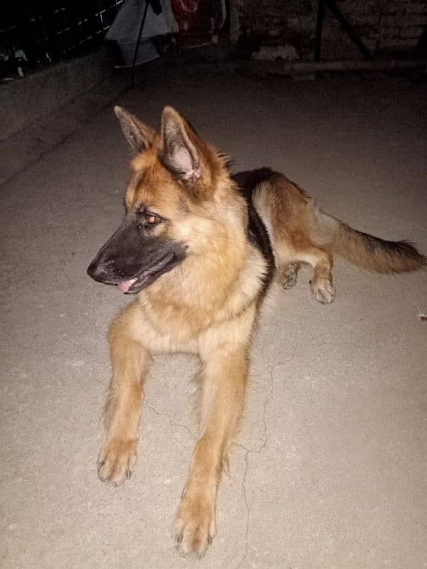 german shepherd female 1