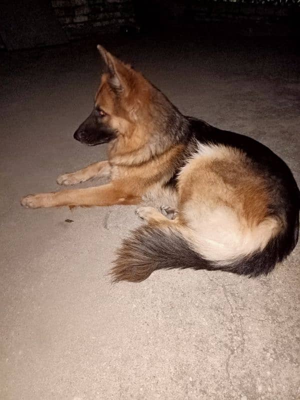 german shepherd female 2